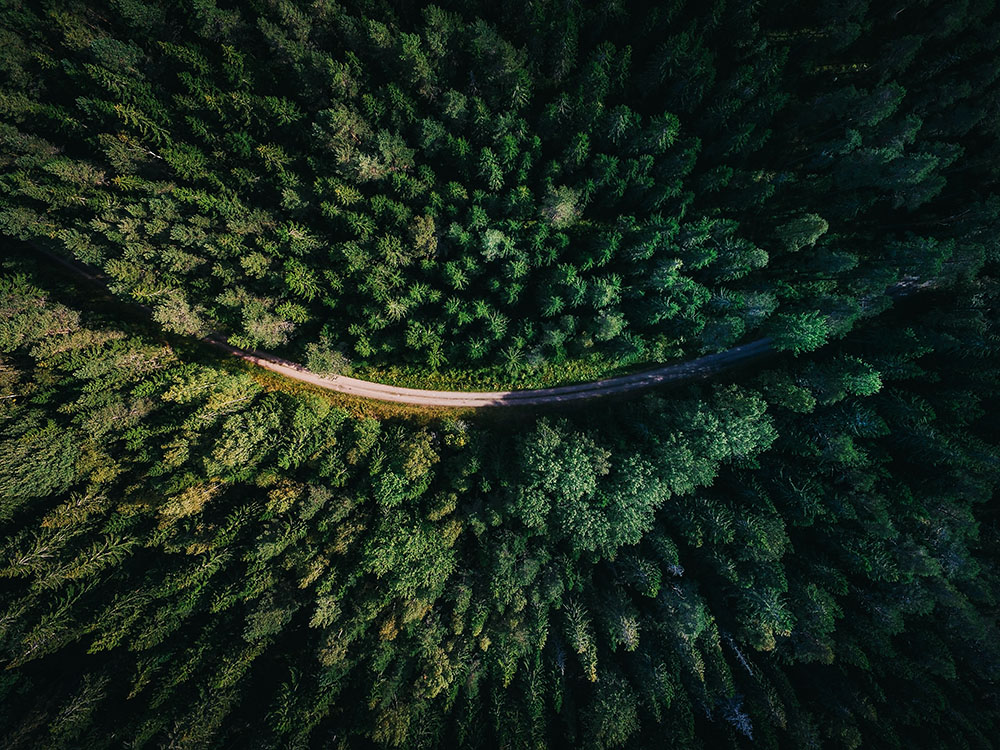 aerial view of a lush forest with a curved road imitating a smile